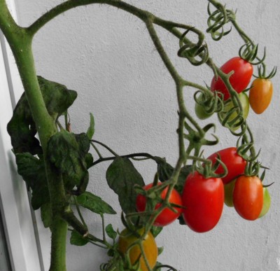 Menuevorschlag.. Weiße Fliege an Tomate mit Rußtaupilz.JPG