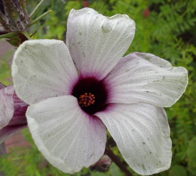 Unbekannter Hibiskus.jpg