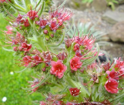 Russischer Natternkopf (Echium russicum).jpg