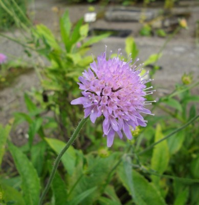 Acker-Witwenblume (Knautia arvensis).jpg