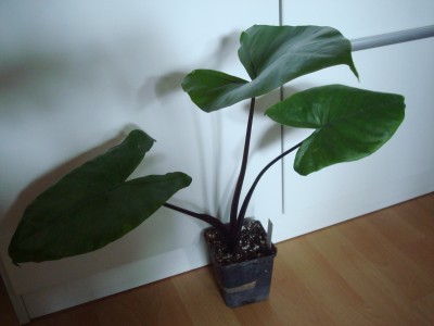 Alocasia m. black stem.JPG