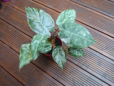 Alocasia wentii variegata 1.JPG