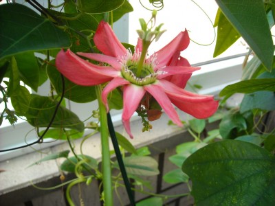 Blüte racemosa1.JPG