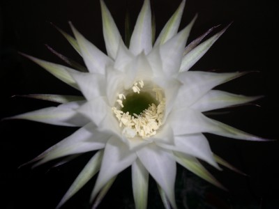 Bauernkaktus Echinopsis15.JPG