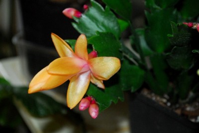 Schlumbergera14 018pp.jpg