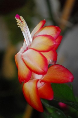 Schlumbergera14 052pp.jpg