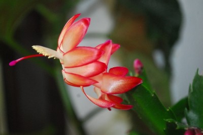 Schlumbergera14 054pp.jpg