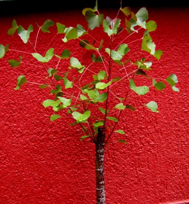 Populneus Baum.jpg