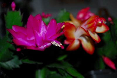 Schlumbergera14 046pp.jpg