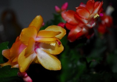 Schlumbergera14 047pp.jpg