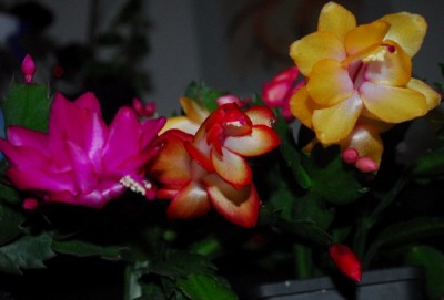 Schlumbergera14 048pp.jpg