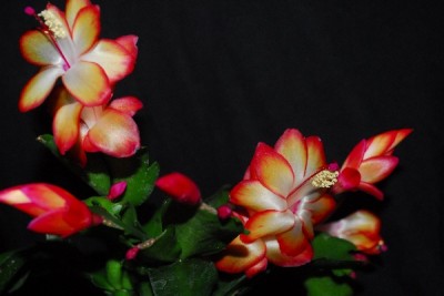 Schlumbergera14 060pp.jpg