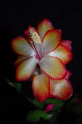 Schlumbergera14 059pp.jpg