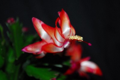 Schlumbergera14 064pp.jpg