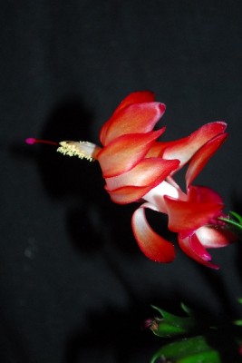 Schlumbergera14 066pp.jpg