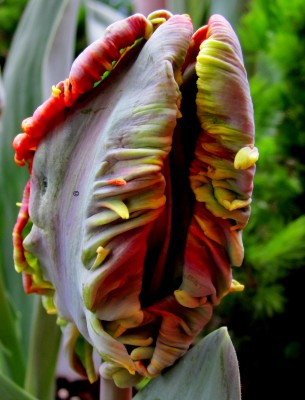 Regenbogen Tulpe.jpg