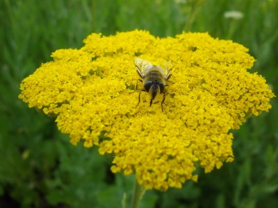 Goldgarbe (Achillea filipendulina).jpg