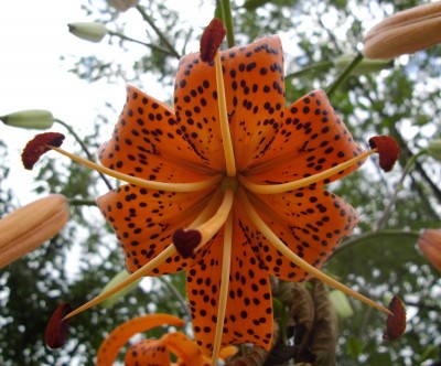 Tigerlilie (Lilium lancifolium).jpg