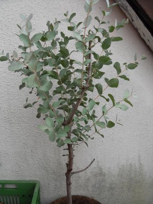 Eucalyptus_gunnii.jpg