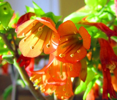 Kalanchoe Lucky-Bells.JPG