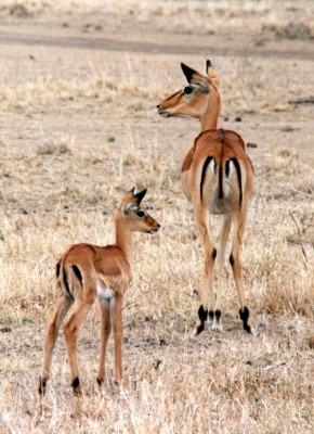 Schwarzfersenantilope.jpg