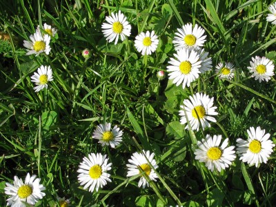 Bellis perennis.jpg