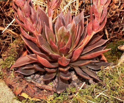 Echeveria ´Black Prince´ 2007-18 (4).jpg