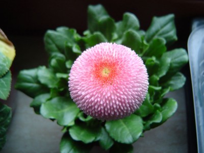 Bellis perennis (2).jpg