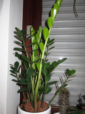 Zamioculcas_2.jpg