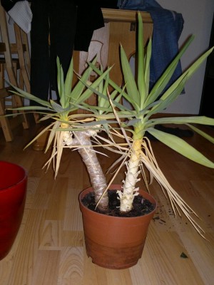 yucca.jpg