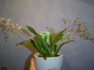 Oncidium Twinkle Jasmin.jpg