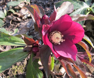 helleborus.jpg