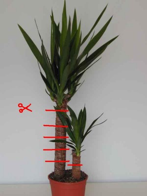 Yucca.jpg