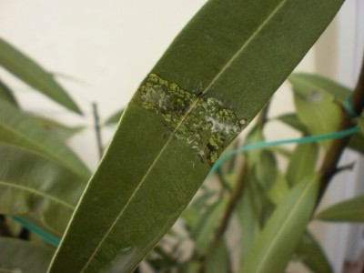 Oleander1.jpg