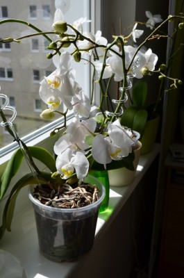 orchidee_gelb2.jpg