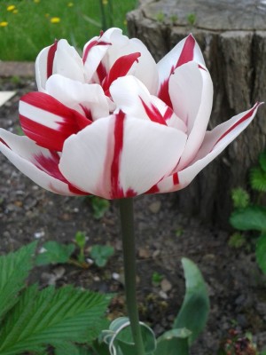 Papageien-Tulpe 2.jpg