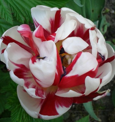 Papageien-Tulpe 3.jpg