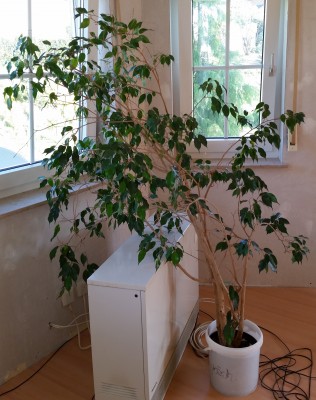Ficus Patient.jpg