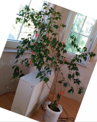 Ficus Schnitt 201505.jpg