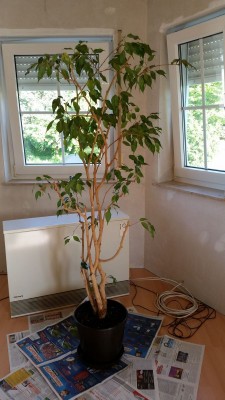 Ficus1 nach Schnitt.jpg