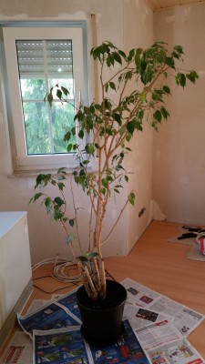 Ficus2 nach Schnitt.jpg