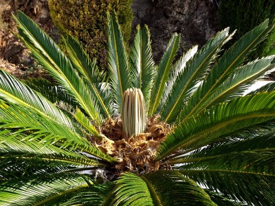 palmfarn1.jpg