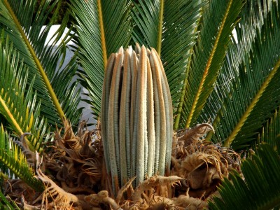 palmfarn2.jpg
