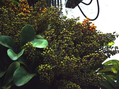 schefflera3.jpg