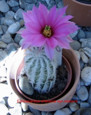 echinocereus chisoenis syn motornii.JPG