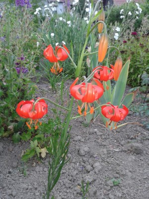 Lilium pumilum (1)a.jpg