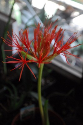 Scadoxus 010pp.jpg