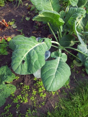 Gemüse009.jpg