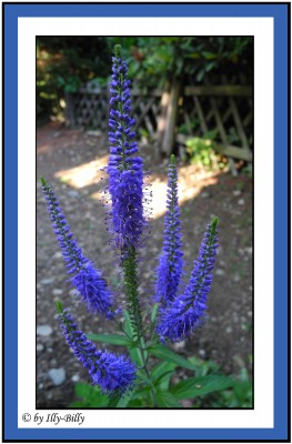 Langblättriger Garten-Ehrenpreis_Veronica longifolia Blauriesin_2015.jpg