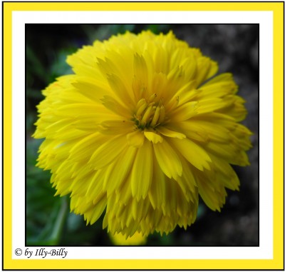 Ringelblume_Winterharte Calendula Winter Wonders® Golden Glaze_2015.jpg